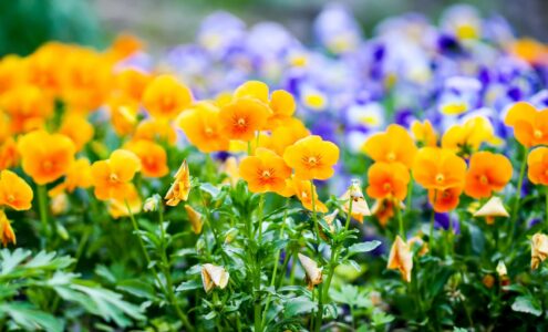 Nasiona kwiatów wieloletnich – co powinniśmy wiedzieć przed ich zakupem?