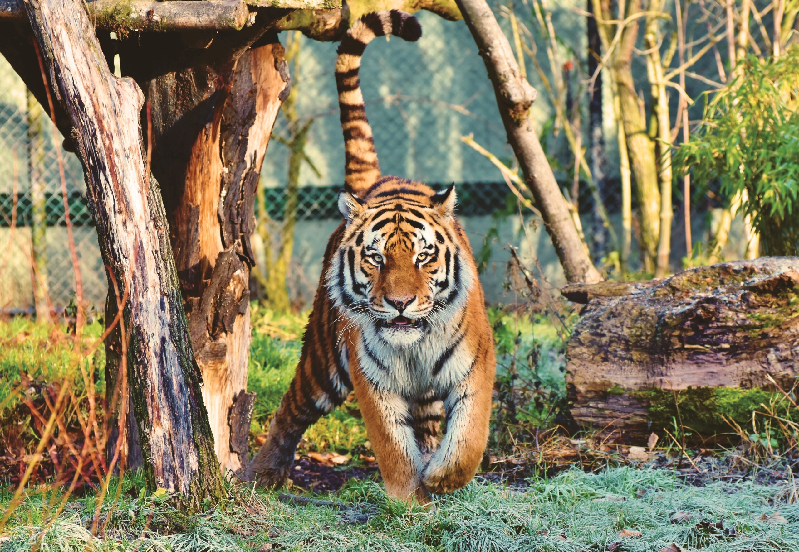 Tygrys na wolności – jak żyje tan drapieżnik?