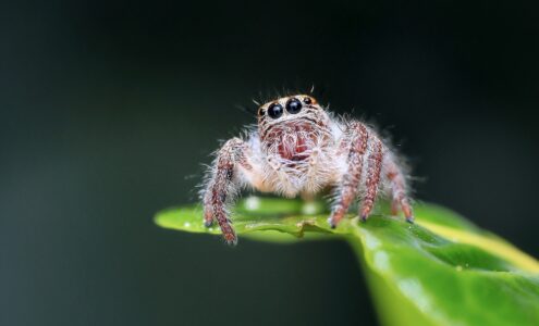Poznajmy największego pająka na świecie!