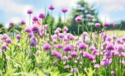 Rośliny ozdobne do ogrodu: jak stworzyć piękny ogród pełen kolorów i zapachów