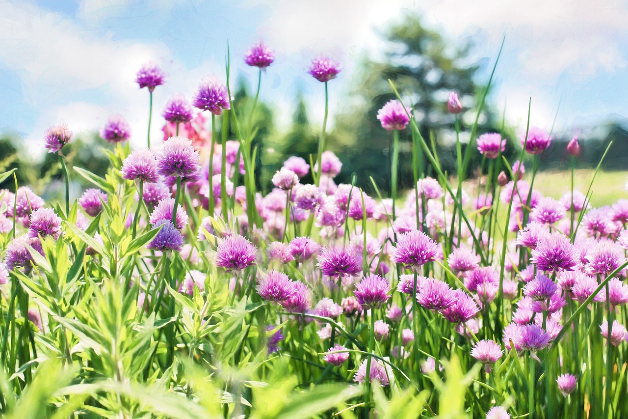Rośliny ozdobne do ogrodu: jak stworzyć piękny ogród pełen kolorów i zapachów